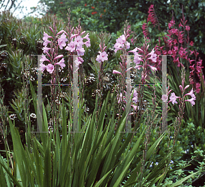 Picture of Watsonia  