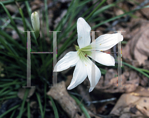 Picture of Zephyranthes atamasca 