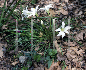 Picture of Zephyranthes atamasca 