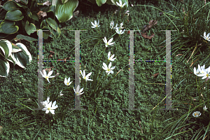 Picture of Zephyranthes candida 