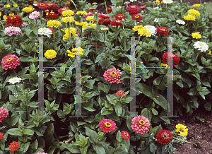 Picture of Zinnia elegans 'Blue Point Mix'
