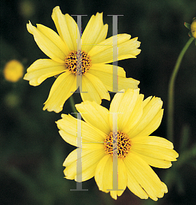 Picture of Coreopsis  'Creme Brule'