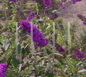 Picture of Buddleia davidii 'Queen's Robe'