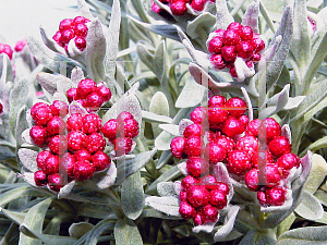 Picture of Helichrysum  'Ruby Cluster'