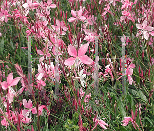 Picture of Gaura  'Pink Fountains'
