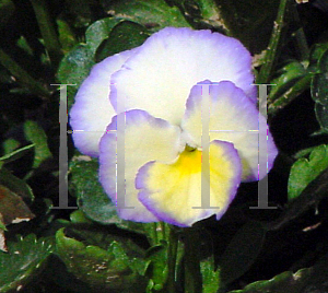 Picture of Viola odorata 'Etain'