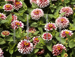 Picture of Zinnia elegans 'Swizzle Cherry and Ivory'