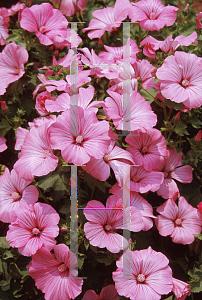 Picture of Lavatera x 'Salmon Beauty'