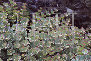 Picture of Hylotelephium sieboldii 