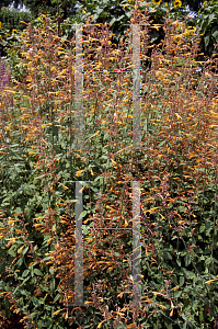 Picture of Agastache aurantiaca 'Apricot Sprite'