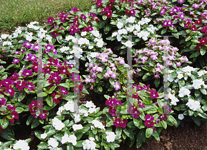 Picture of Catharanthus roseus 'Stardust Mix'