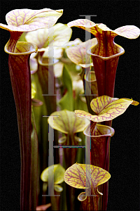 Picture of Sarracenia flava 