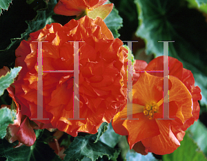 Picture of Begonia tuberhybrida hybrids 'Nonstop Apricot'