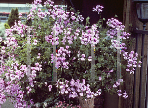 Picture of Pelargonium peltatum 'Tornado Lilac'