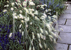Picture of Pennisetum villosum 