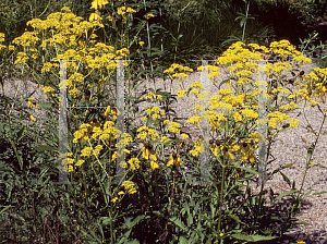 Picture of Patrinia scabiosifolia 