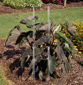 Picture of Colocasia esculenta 'Black Magic'