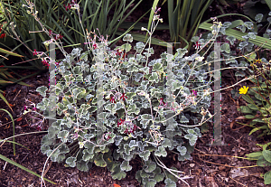 Picture of Pelargonium sidoides 