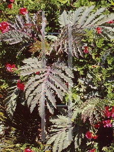 Picture of Melianthus major 