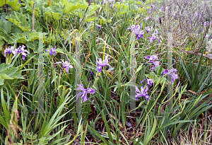 Picture of Iris douglasiana 