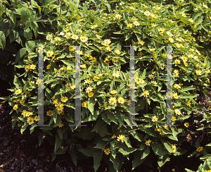 Picture of Melampodium paludosum 'Lemon Delight'