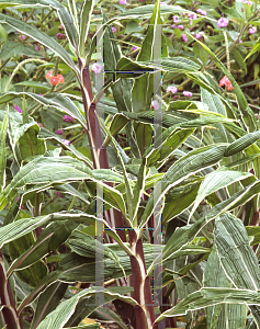 Picture of Setaria palmifolia 'Rubra Variegata'