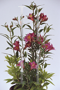 Picture of Alstroemeria x 'Petite Plum'