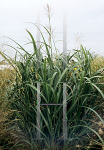 Picture of Miscanthus sinensis 'Central Park'