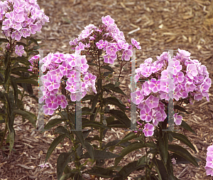 Picture of Phlox paniculata 'Miss Kelly'