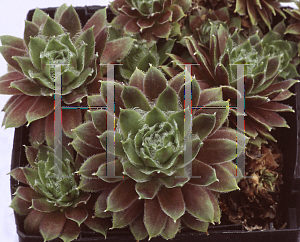 Picture of Sempervivum x roseum 'Fimbriatum'