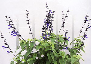 Picture of Salvia guaranitica 'Black and Blue'