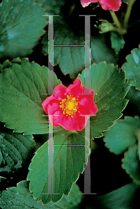 Picture of Fragaria x 'Red Ruby'