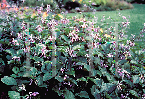 Picture of Clematis heracleifolia 'Alan Bloom'