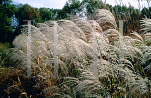 Picture of Miscanthus sinensis 'Silberfeder'