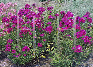 Picture of Phlox paniculata 'Nicky'