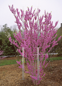 Picture of Cercis glabra 