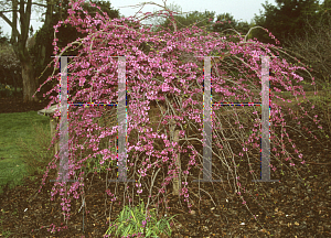 Picture of Cercis canadensis var. texensis 'Traveller'