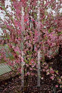 Picture of Prunus persica 'Corinthian Mauve'