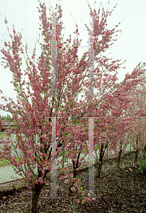 Picture of Prunus persica 'Corinthian Mauve'