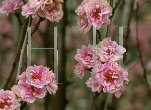 Picture of Prunus persica 'Corinthian Rose'