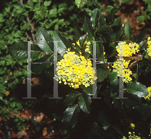 Picture of Mahonia x wagneri 