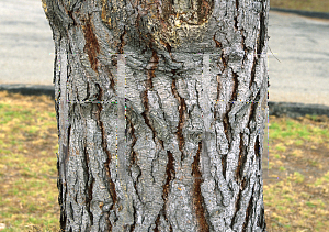 Picture of Pinus radiata 