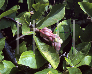 Picture of Magnolia cylindrica 