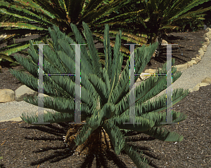 Picture of Encephalartos friderici guilielmi 