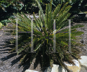 Picture of Encephalartos friderici guilielmi 
