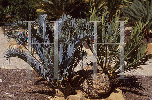 Picture of Encephalartos horridus 