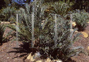 Picture of Encephalartos horridus 