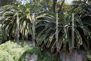 Picture of Encephalartos woodii 