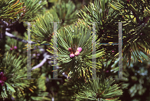 Picture of Pinus albicaulis 
