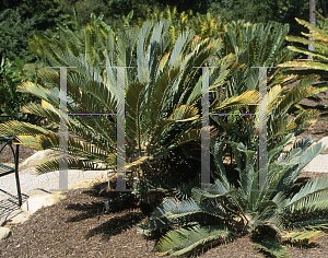Picture of Encephalartos lehmannii 